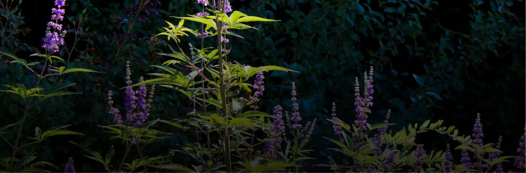 Vitex: A Vital Herb for Well-being and Performance